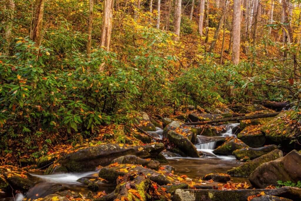 Roaring Fork Motor Nature Trail