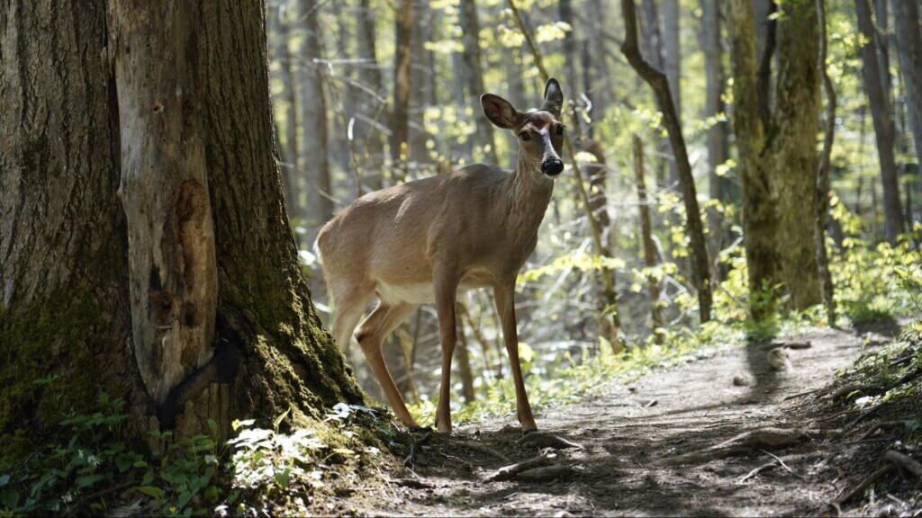 deer of the Smoky Mountains