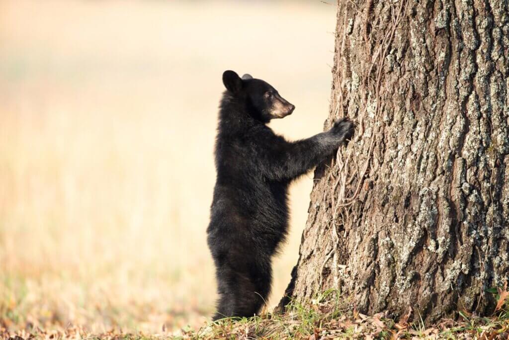 safety guidelines for bear protection