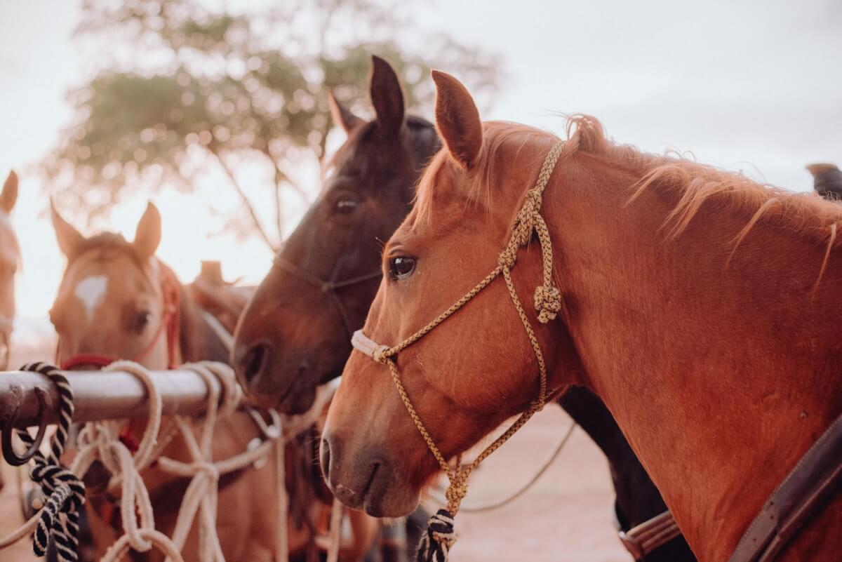 Horseback Riding in Pigeon & Beyond For Cowboys!