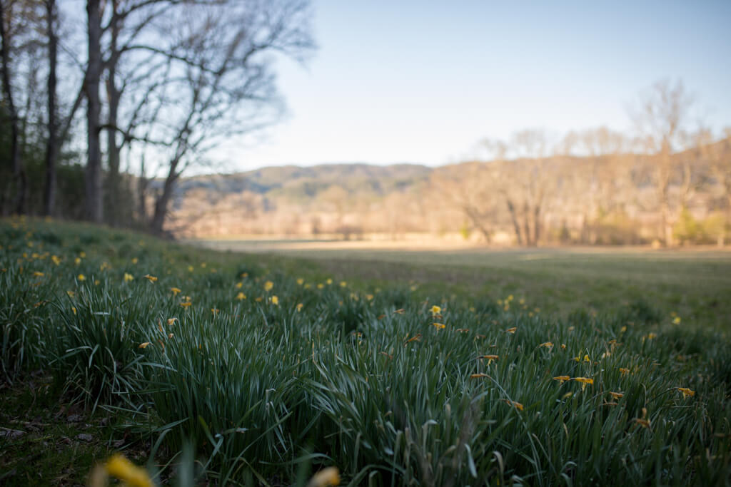 picnic at Cades Cove