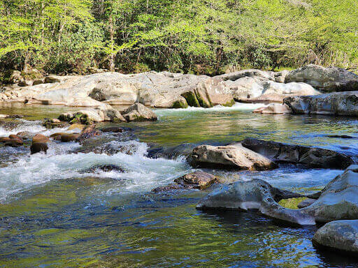 Fishing in Gatlinburg, TN: Best Trout Spots, Licenses, Rules & Local Tips
