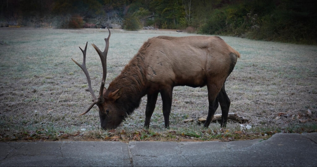 an elk grazes in Cherokee, NC