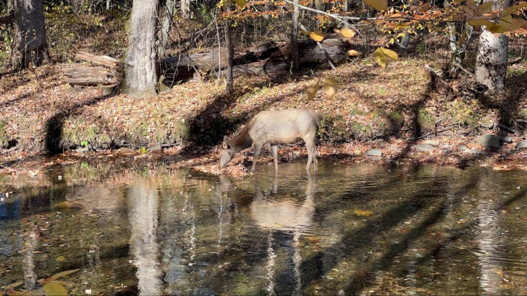 elk watching at Oconaluftee Visitors Center