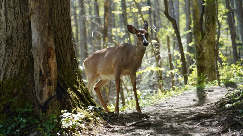 a deer crosses a hiking trail during springtime