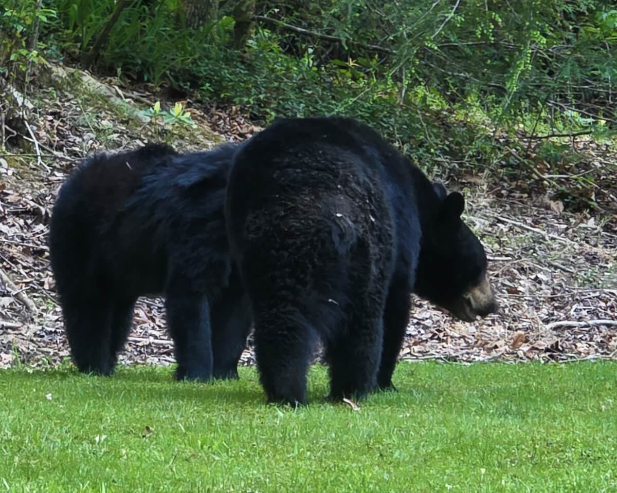 Black bear in the Great Smoky Mountains during a wildlife watching outing