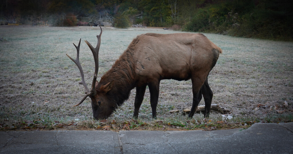 Elk grazing in Cataloochee Valley in the Smoky Mountains