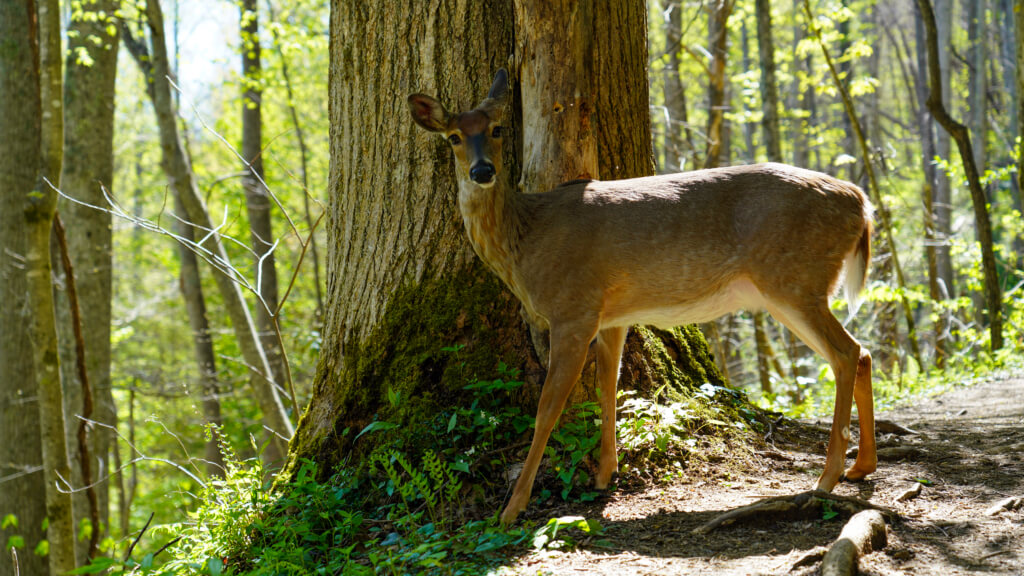 White-tailed deer in the forest in Great Smoky Mountains National Park