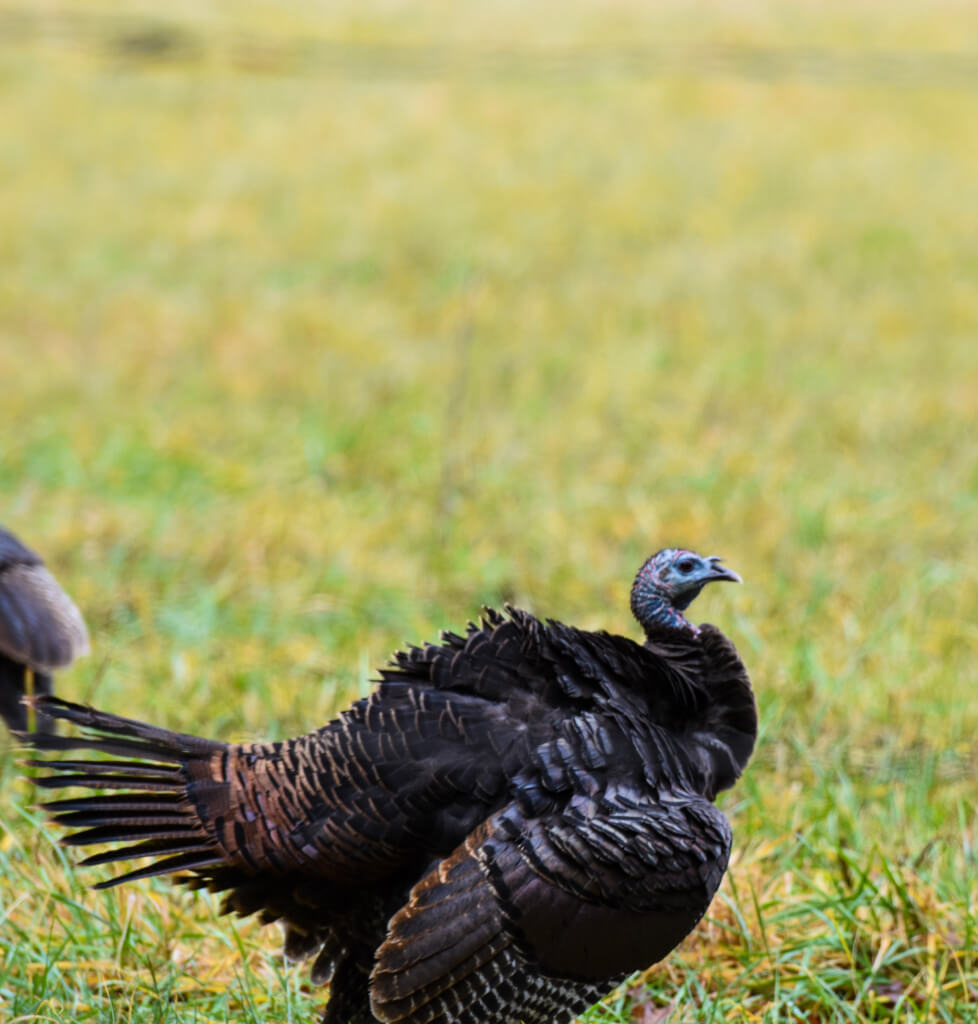Wild turkey in a field in Great Smoky Mountains National Park
