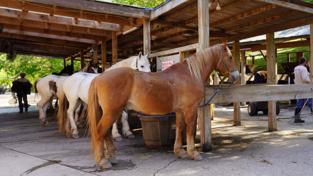 Horses waiting at Big Rock Dude Ranch at Ponderosa in Pigeon Forge, Tennessee