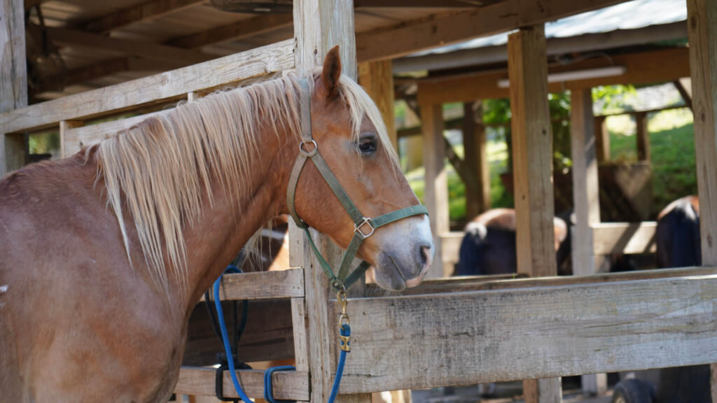 Brown horse at Big Rock Dude Ranch at Ponderosa in Pigeon Forge, Tennessee