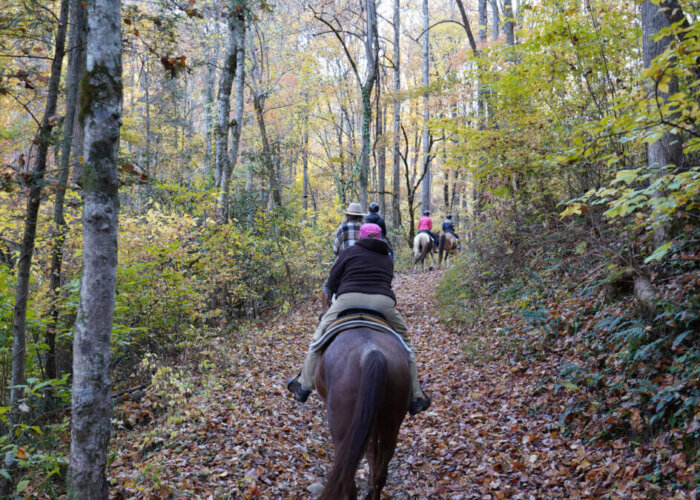 Horseback Riding in Pigeon Forge: Compare the Best Smoky Mountain Trail Rides