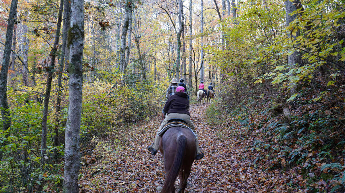 Guided horseback riders on a wooded trail at Sugarlands Riding Stables in Great Smoky Mountains National Park