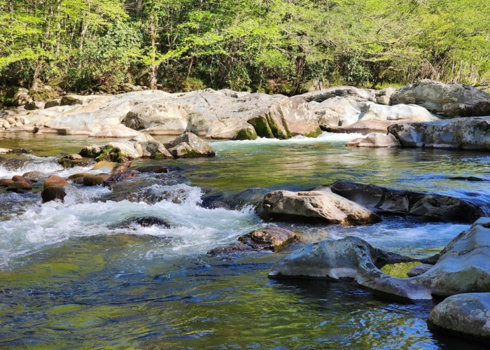 Fishing in Gatlinburg, TN: Best Trout Spots, Licenses, Rules & Local Tips